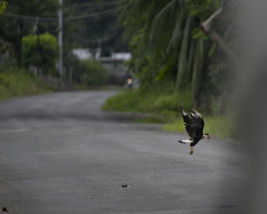A handsome bird of prey with a black body and white touches is flying low across a paved road with a large prey item (a crawfish?) in the beak. The blurred edge of oncoming vehicle is just visible in the extreme right of the photo. The bird is an adult Crested Caracara, once widely believed to be the national bird of Mexico because of its place in popular mythology. (I believed it was the national bird of Mexico even up until this morning when I fact-checked my photo & learned this was an old wives tale altho I first heard it from old dude so... anyway...) This confident and intelligent Caracara is well-known in Mexico and Central America, and often serves as a good guardian and "clean up" crew on roads -- but birb must keep a sharp eye out for oncoming cars.  Osa Peninsula, Costa Rica. Photo by Peachfront.