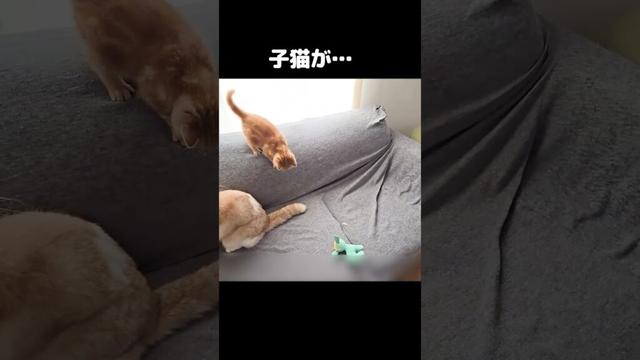 生まれて初めて全力で走った子猫が...#shorts
