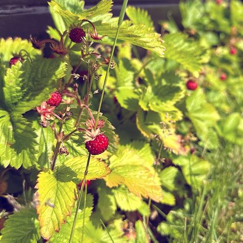A close-up view of small red strawberries growing among green leaves, with some foliage and grass in the background.