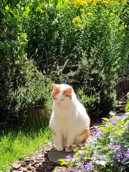 Wit met rode kat die op een tuinpad van stapstenen en houtsnippers met de ogen dichtgeknepen van het zonnetje zit te genieten. Om hem heen struiken, bloemen en een stukje gras.