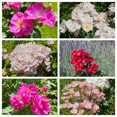 Top left: 'Global Waterer' with semi-double flowers in purplepink. 
Top right: 'Jean Stephenne' with large clusters of semi-double flowers in blush pink to white.
Middle left: 'Ballerina' with clusters of small pink and white single flowers. 
Middle right: 'Poppy Rose' with small, single, dark red flowers in a sea of lavender.
Bottom left: 'Rotes Meer', bright purplepink, semi-double flowers. 
Bottom right: 'Alden Biesen' with large panicles of light pink, single flowers. In the background a cluster of white single flowers of 'Sally Holmes'