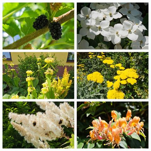 Top left: ripe and semi ripe berries of Morus accidosa 'Mulle', very sweet and tasty.
Top right: white flowers of Cornus kousa still going strong.
Middle left: Phlomis russeliana with yellow flowers.
Middle right: yellow flowers of Achillea 'Moonshine'.
Bottom left: white panicles of Sorbaria sorbifolia, visited by many bees and bumblebees. 
Bottom right: cluster of yellow- orange trumpets of Lonicera henrii.