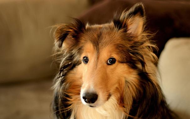 Stock image of a rough collie dog