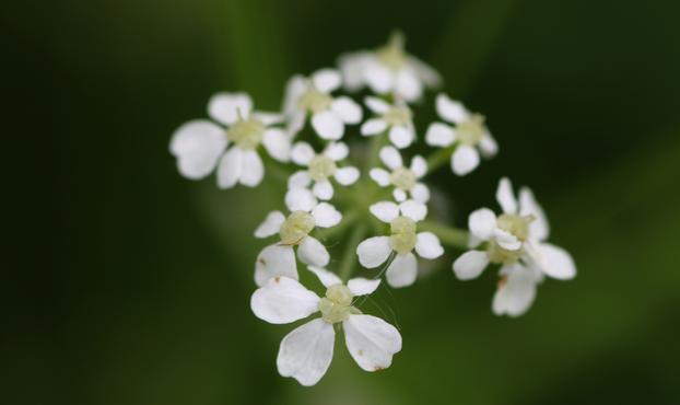 Macro photograph of a small umbel of cow parsley flowers (Anthriscum sylvestris), with five white petals and greenish and shiny pistils in the centre. Behind is a green blurred background.