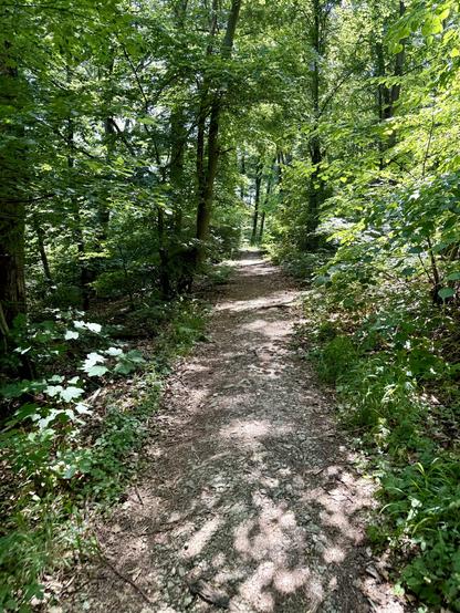 Trail im Wald der Asse. Ringsum alles grün, mittig ein erdiger Weg, auf den etwas Sonne durch die Baumkronen fällt