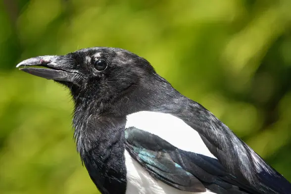 Close up of magpie. Might be a juvenile one looking at beak and feathers