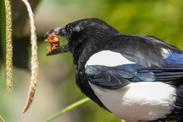 Magpie with bread collected in its beak, ready to fly to a safer spot