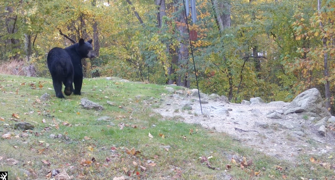 A black bear stands in a woodland area, surrounded by autumn foliage with yellow and green leaves. The setting is calm and natural.