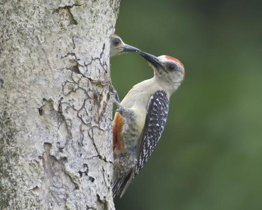 A thick trunk boasts a cavity with a baby woodpecker's head peeking out on the right side.  The baby already has a noticeable red crown. A larger adult bird somewhat similar to the Red-bellied Woodpecker in the US-- except he has a more impressively red belly -- is perched and touching beaks in a food exchange with the little one. Both birds are identifiable as male since only the males have the red crown so this is a father & son moment.  Osa Peninsula, Costa Rica. Photo by Peachfront.