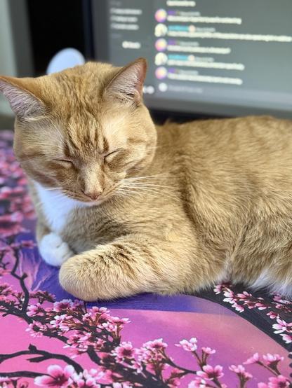 Orange tabby cat with closed eyes lying on a surface adorned with a pink cherry blossom pattern. Background features a computer screen displaying indistinct text or chat messages.