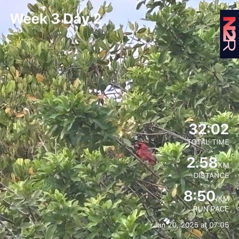 32 min run