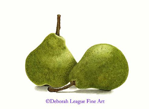 Two green and yellow Bartlett or Williams pears with long brown stems watercolor still life. Light and shadow plays along the luscious curves of two voluptuous pears nestled close to one another in this delightful painting. The mottled green and yellow skin is speckled with brown suggesting the ripening process. Rough stems in shades of brown emerge from the top of both pears.