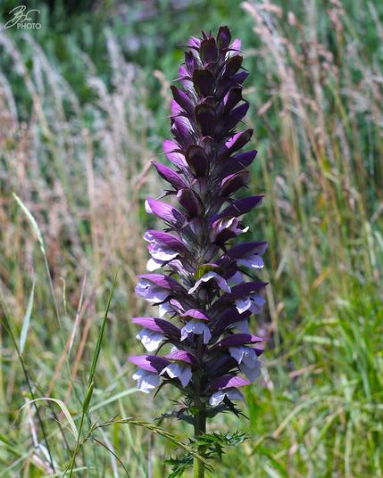Acanthus Grace