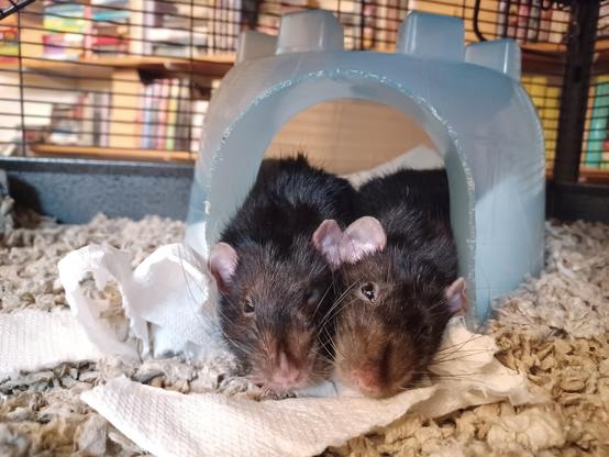 Two cute pet rats peeking out of their hut, snuggled up and completely relaxed