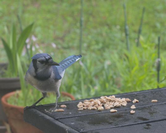 A blue jay inspects the peanuts at the seed pile on a table on my deck.