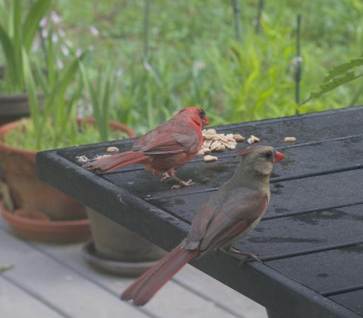 A pair of cardinals eat peanuts on a table on my deck.