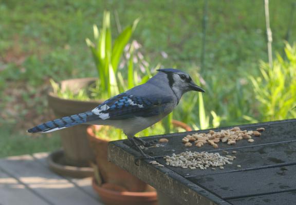 A blue jay eats peanuts on a table on my deck.