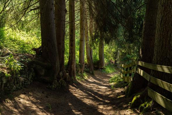 A mystic walk back to the village from Castel Gardena. 🌲