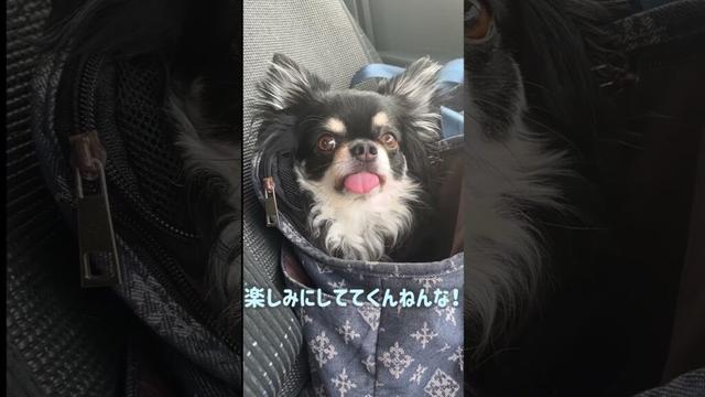 ロングコートチワワ　トリミング前→トリミング後#shorts #チワワ #dog #犬のいる生活 #癒し #可愛い #cutedogs #funydog#トリミング