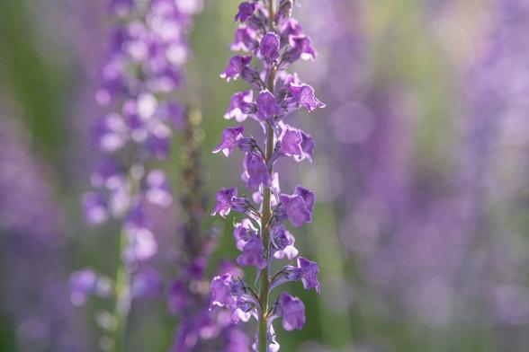 Linaria purpurea, purple toadflax. A spike of lavender purple flowers very much like snapdragons but more delicate. In the background, more of the flowers, and the silvery green foliage.