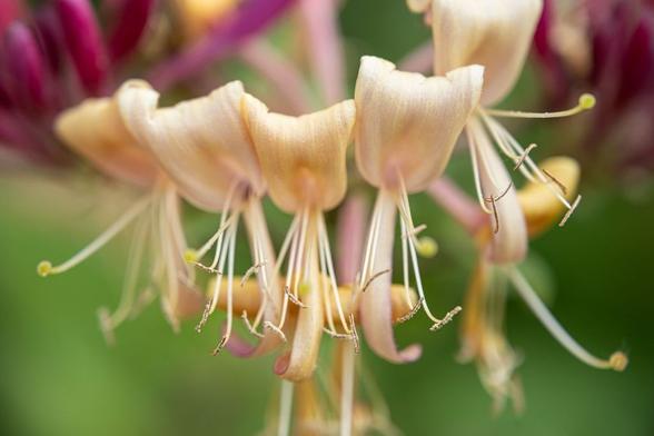 Lonicera cultivar (I would guess this is Lonicera caprifolium - derived), European Vining Honeysuckle. On a blurry green BG, a row of five flowers, each with a descending petal, then prominent stamens, they an upright petal. In the BG two clusters of buds. This is on out neighbour's fence and at night if we have the windows open it smells lovely.