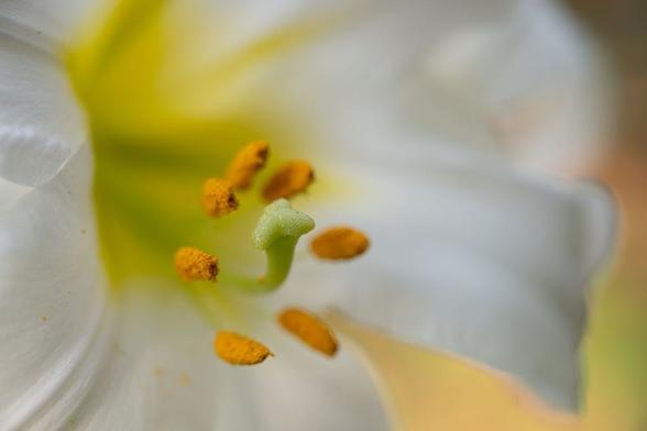 Lilium regale var album, White Regal Lily. A white lily trumpet, but the focus is on the prominent pistil and stamens.