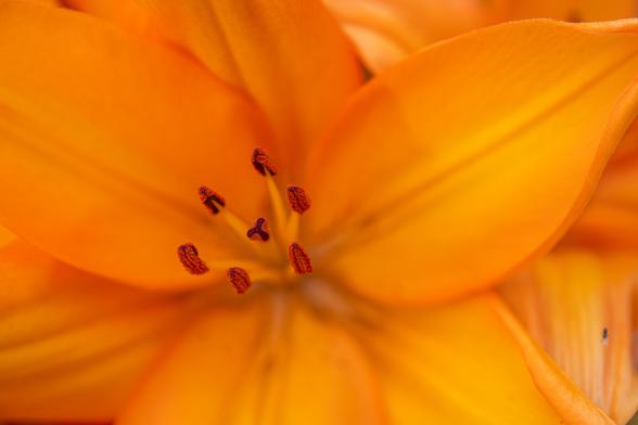 Lilium 'Lava Joy' (G.A. Verdegaal en Zonen Export B.V., 2021), Asiatic border lily. A brilliant peach-gold-orange lily, open fairly flat, the focus is on the prominent stamens and pistil.