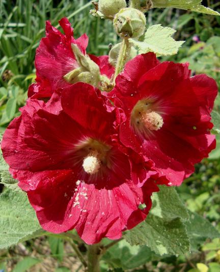 Roses trémières