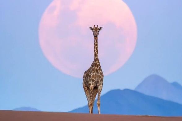 "Fantastic news": giraffes are making a comeback – new report reveals which species are on the rise