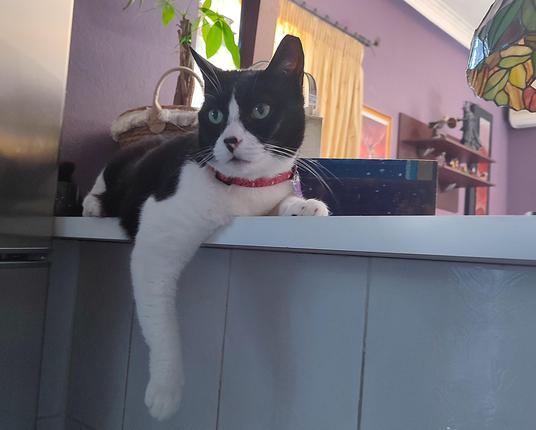 My tuxedo cat Tiffe sitting on the countertop dividing the kitchen and the living room, trying to squeeze in the narrow space behind a potted plant and a small wooden box. Her left front paw is resting on the counter, while her entire left front paw and a chunk of her belly are left  hanging. Though it's not very clear in the pic, her back paws are also oddly placed in order to sill remain on the counter. She has a particularly chill and relaxed look on her face.