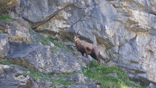 kozica w naturalnym środowisku
