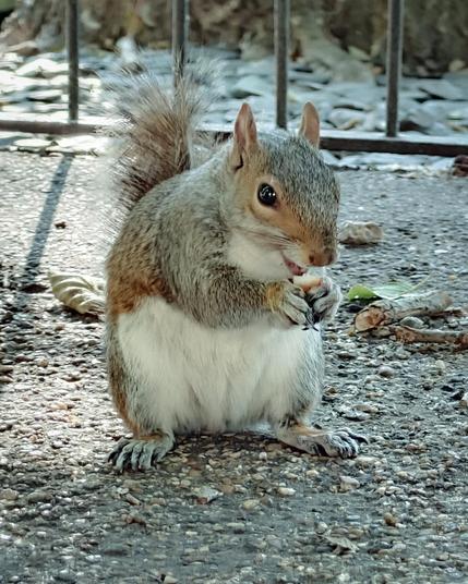 A photograph of a squirrel looking like it is smiling as it munches on a nut in its claws.
