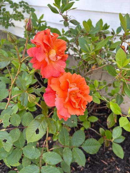 Orange roses.