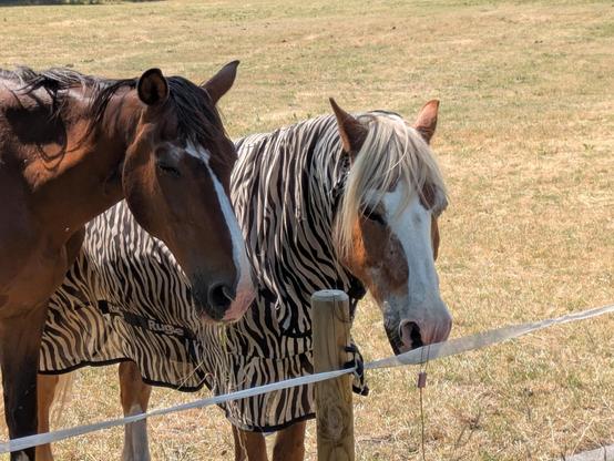 ein Pferd mit Zebra-Umhang (neben einem anderen Pferd)