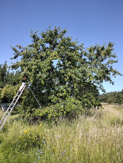 Ein sehr großer Kirschbaum voller gelber reifer Kirschen. Eine große Leiter lehnt daran, darauf eine Person, die Kirschen pflückt. Hohes Gras und Blumen rings herum. Blauer Himmel.