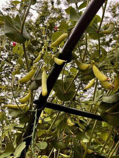 A close-up view of green pea pods hanging from plants, intertwined with lush green leaves. A black support pole is visible among the foliage.