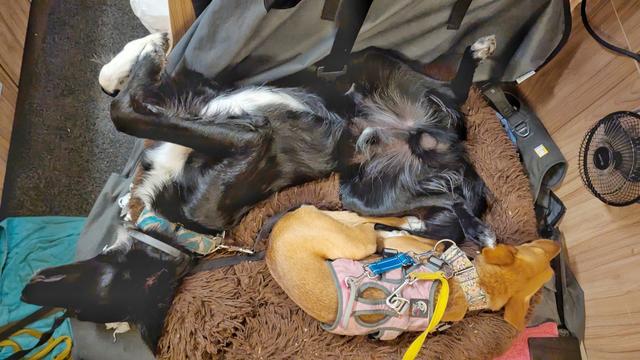 Our two rescue dogs, Paddy the Irish mutt is sleeping upside down, you can see his white chest, legs up and his privates are out in the open. Penny the Spanish Podenco is curled up next to him, on just a little part of the bed.