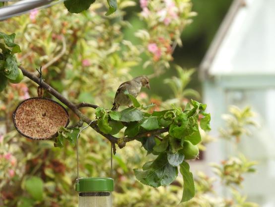 A leafy apple tree branch with a couple of bird feeders hanging from it. On the end of the bough is a little grey-brown songbird. It is supercool.
