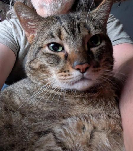 Waffles the three-legged, chonky, tabby cat, sitting on my lap for a selfie, quite close up.