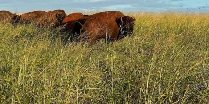 Hanalei’s herd of bison have a new home to roam