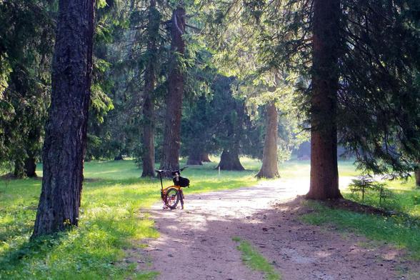 früh morgens in einem Lärchenwald mit gewaltigen Bäumen. Am Boden wächst saftig grünes Gras, ein Waldweg schlängelt sich durch die Bäume, in der Ferne steht ein halb gefaltetes orangenes Faltrad, leichter Dunst ist zwischen den Bäumen zu sehen.