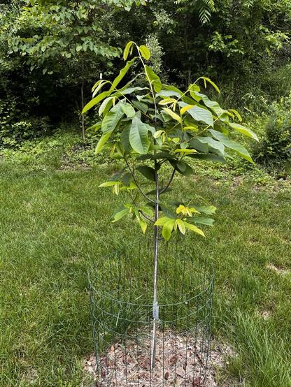 A young Paw Paw tree with vibrant green leaves is surrounded by a wire protective cage. The tree stands on mulch within a grassy area, with various shrubs and trees in the background.