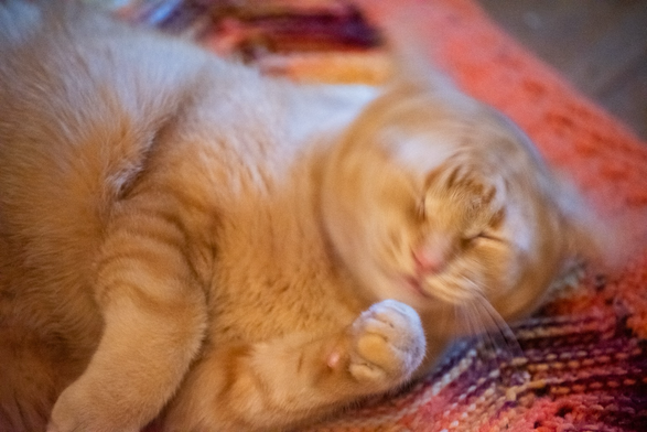 The head of a ginger cat is a circular blur as she shakes her head while lying on an orange knit blanket.