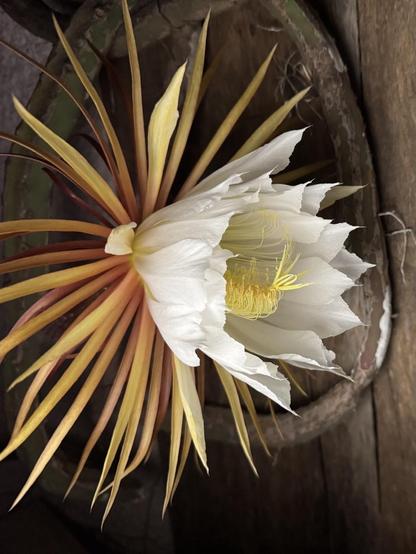 A single night in the whole year is how long this flower of the cactus Selenicereus grandiflorus lasts. Although it is native to Central America, the photos are taken in my garden, in Spain, on the night when the flower opens (June 21) and the following morning. Its name Selenicereus derives from Selene, the Greek goddess of the Moon and from cereus (candle), in reference to its nocturnal flowering.