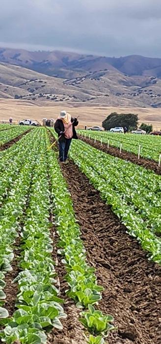 Worker hoeing in a field