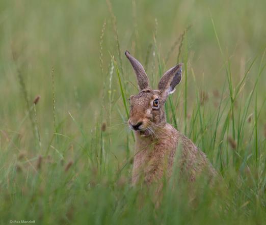 Ein Feldhase sitzt aufrecht inmitten einer saftig grünen Wiese. Das Tier ist fast frontal zur Kamera ausgerichtet, der Kopf leicht zur Seite geneigt. Die langen Ohren stehen aufrecht, die Augen sind weit geöffnet und aufmerksam. Ein Grashalm ragt quer über seinen Mund – der Hase scheint gerade beim Fressen gestört worden zu sein oder kaut noch. Um ihn herum ist hohes, teils unscharfes Gras, das die Szene weich einrahmt. Der Hintergrund ist ruhig und gleichmäßig grün, was den Hasen klar in den Fokus rückt. Die Stimmung ist ruhig, natürlich und leicht verspielt.