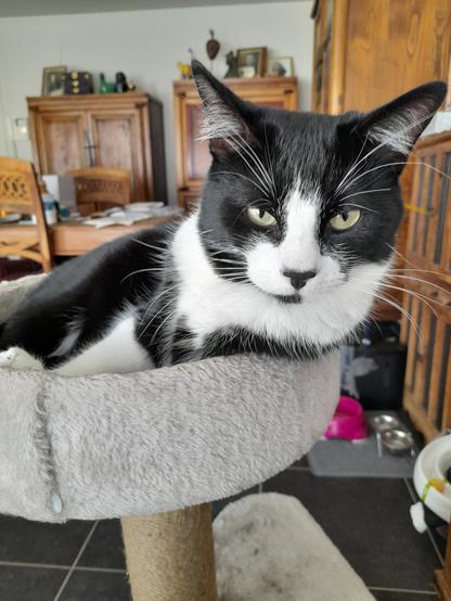 Cute tuxie cat sitting in a grey cat basket,  facing the camera.