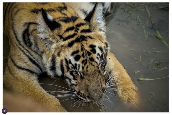 a young cub drinking water in the stream, you can see few grass flowting in the water. 

the tiger is mostly rust orange in color with black stripes and portions of white fur on face. there is also a white spot on the back of the ear visible. 

the whiskers are markedly visible.