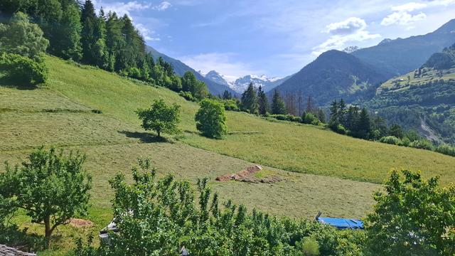 Mountain meadow landscape with freshly pitched hay . The foreground shows green fruit trees and garden plants. Mid-ground features wide, gently sloping fields with neat rows of cut grass, contrasting with uncut areas of taller grass. A blue tarp and a small pile of earth are visible near the center. In the background, dense forest and higher mountain slopes lead the eye toward distant, snow-covered alpine peaks under a clear blue sky.
