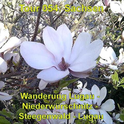 Das Bild zeigt eine Nahaufnahme von blühenden Magnolien. Die großen, weißen Blüten mit ihren charakteristischen Blütenblättern und einem auffälligen, dunkelrosa Zentrum sind deutlich sichtbar. Die Blüten stehen in starkem Kontrast zu den dunkleren Zweigen des Baumes. Im Hintergrund sind weitere Blüten und Knospen zu sehen. Es ist Frühling. Das Licht scheint hell, was den Eindruck eines sonnigen Tages verstärkt.